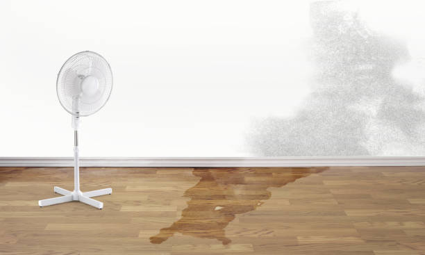Best Water damage contractors near me  in Hinckley, IL